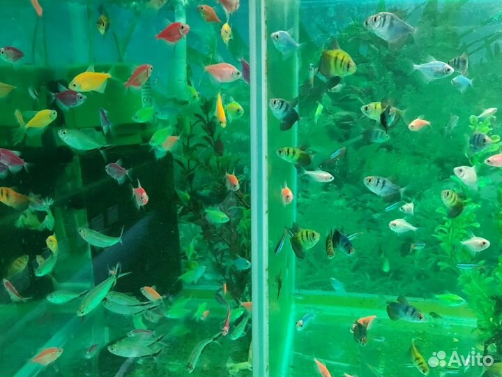 Аквариумные рыбки, сомики