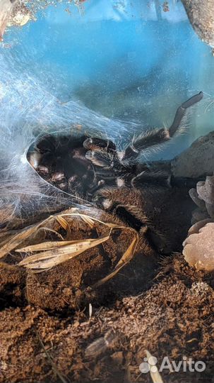 Паук птицеед,самец Lasiodora parahybana