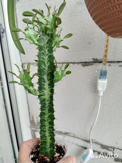 Суккуленты