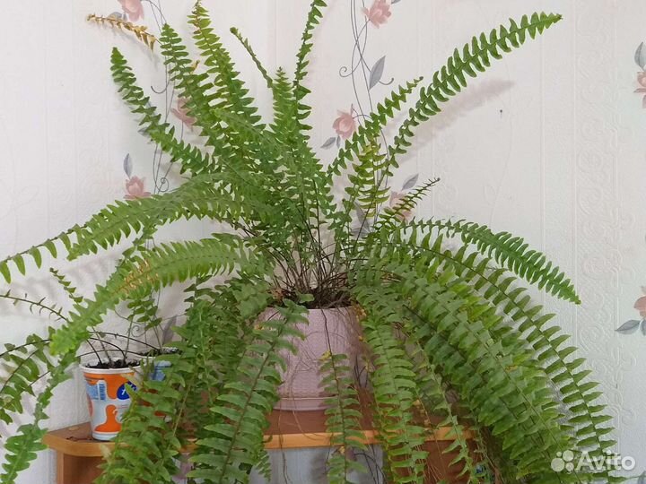 Папоротник