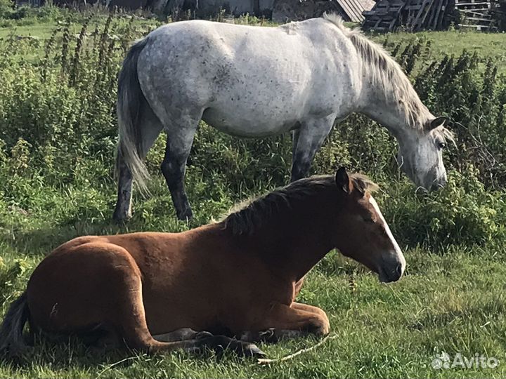 Кобылы с жеребенком