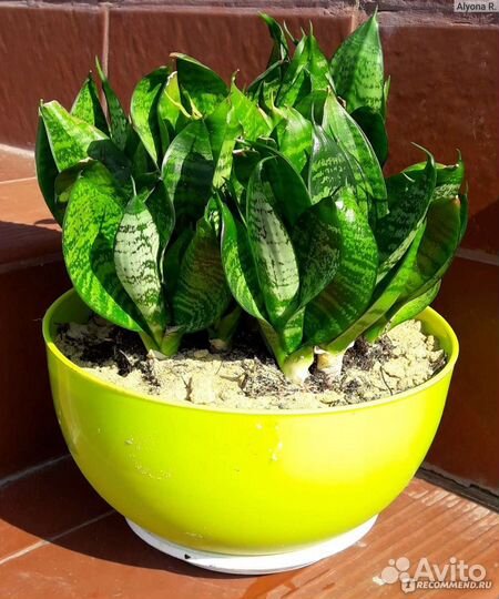 Сансевиерия