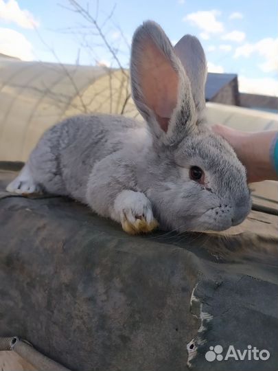 Кролики великаны
