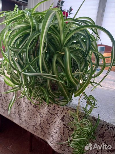 Хлорофитум