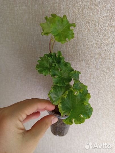 Хедера / эсхинантус / нематантус / пеперомия