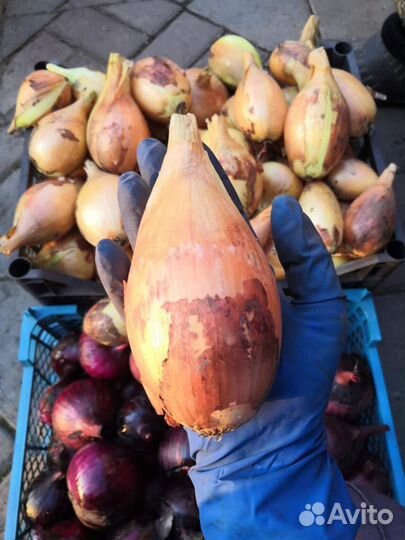 Лук севок Бамбергер