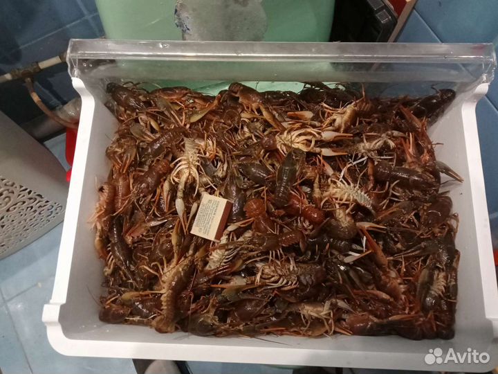 Живые раки
