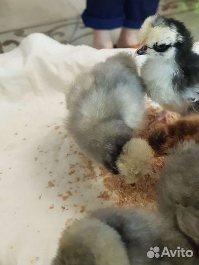 Цыплята мясояичных пород