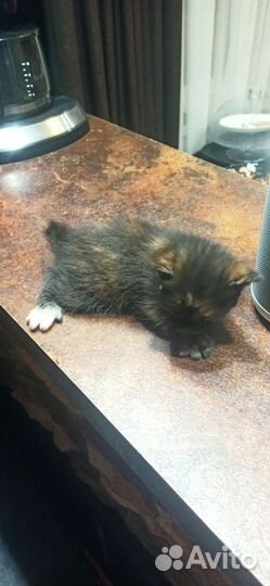 Котята курильский бобтейл