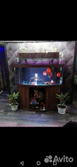Аквариум