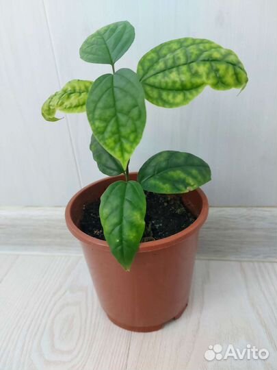 Клеродендрум томсона