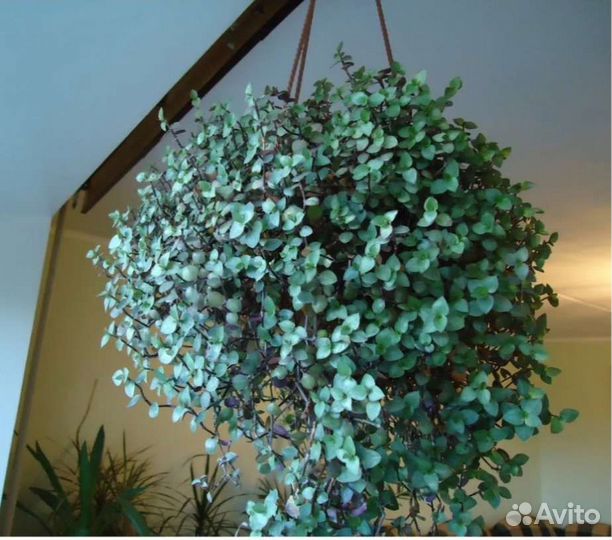 Фиалки сортовые детки, коллизия розовая, каланхое