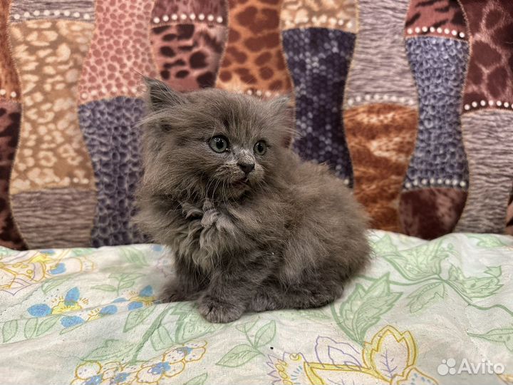 Котенок в добрые руки