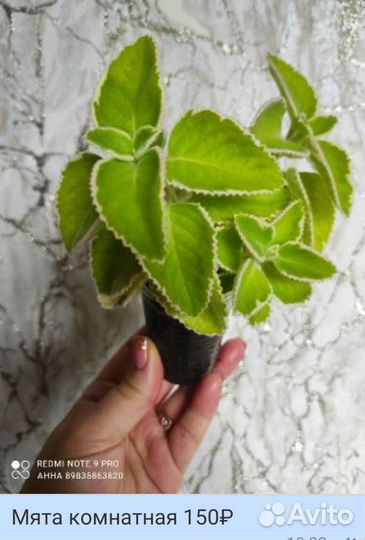 Комнатные цветы росточки