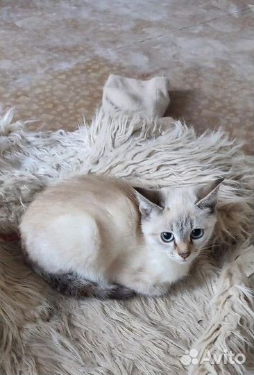 Котята необыкновенные