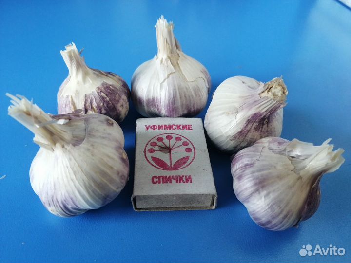 Чеснок для весенней посадки