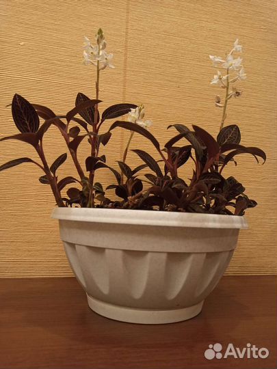 Орхидея - драгоценная