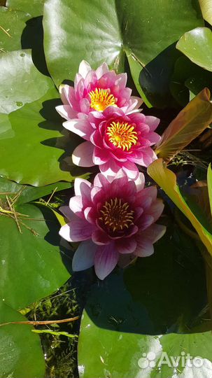 Водяная лилия (нимфея), кувшинки желтые