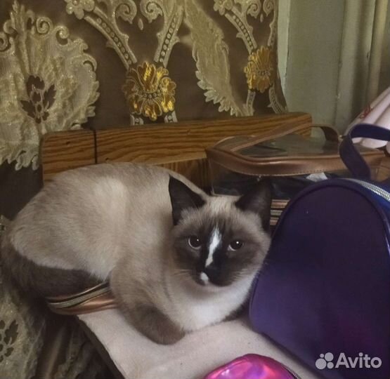 Сноу шу редкая порода 