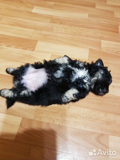 Маленькая собака