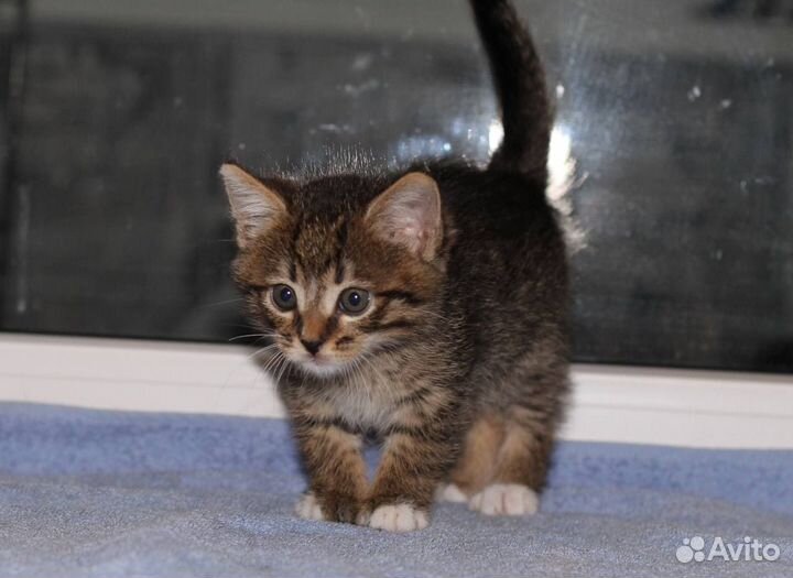 Милый котенок