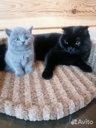 Шотландские котята