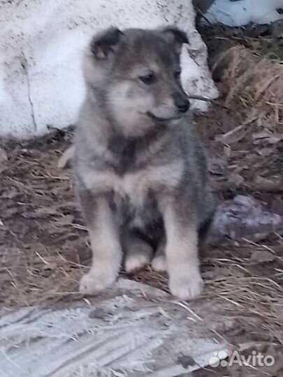 Помесь лайка