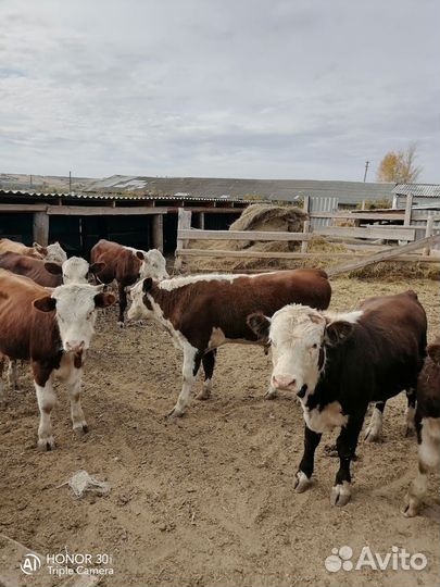 Быки живым весом продать