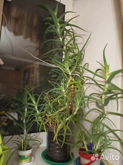 Алоэ лечебный