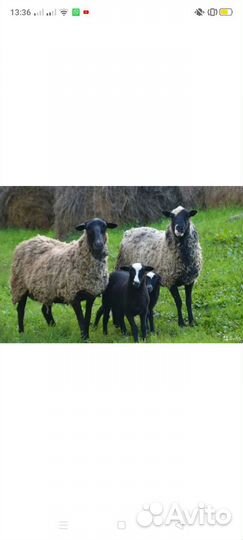 Овцы бараны ягнята романовские
