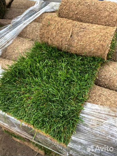 Рулонный газон