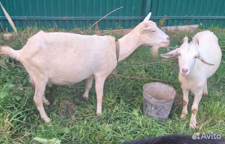 Шами козёл 100