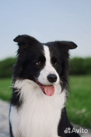 Бордер колли вязка
