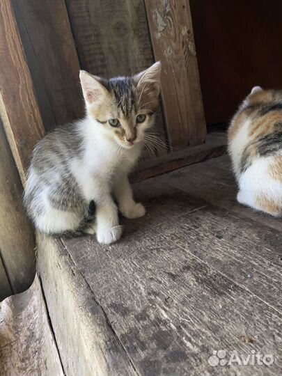 Мальчик в добрые руки