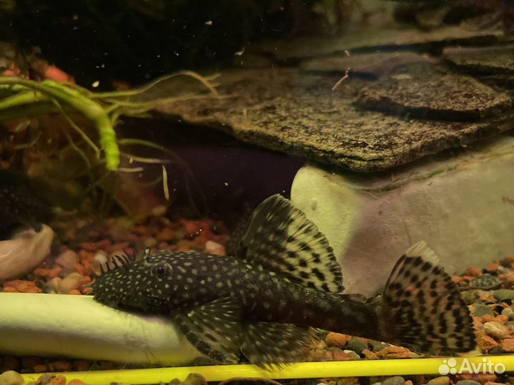 Сомики анциструсы