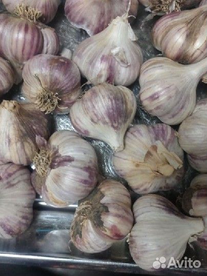Чеснок на еду и на посадку