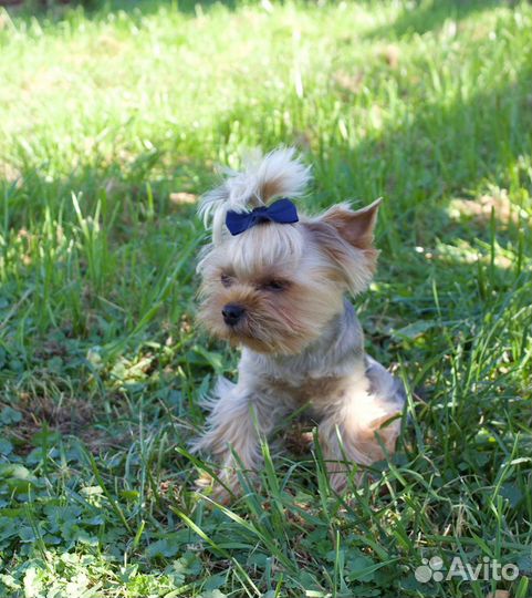 Йоркширский терьер мини беби фейс вязка