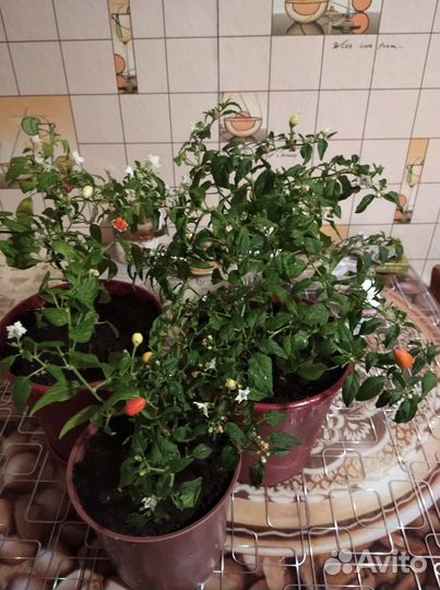 Комнатные растения цветы