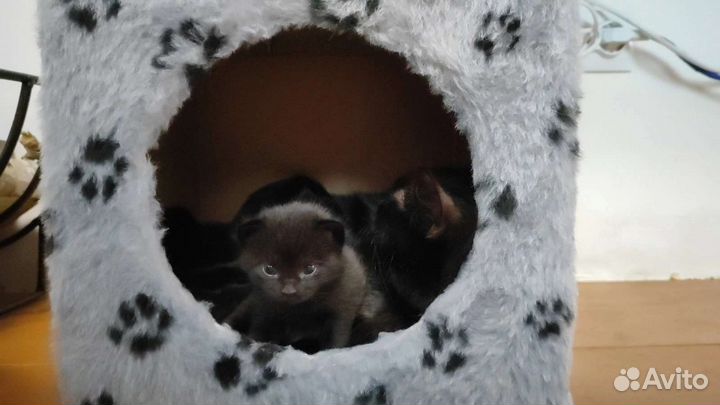 Шотландские вислоухие котята