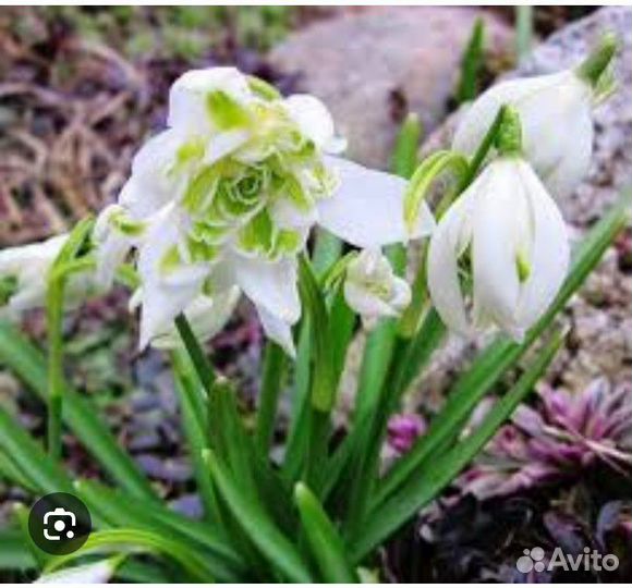 Махровые подснежники