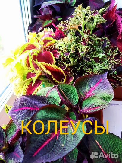 Колеусы срезы