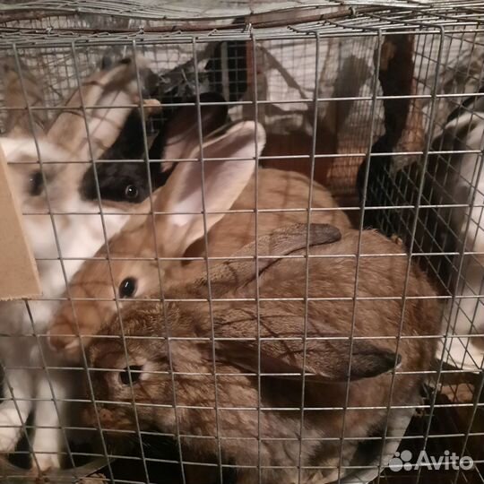 Кролики