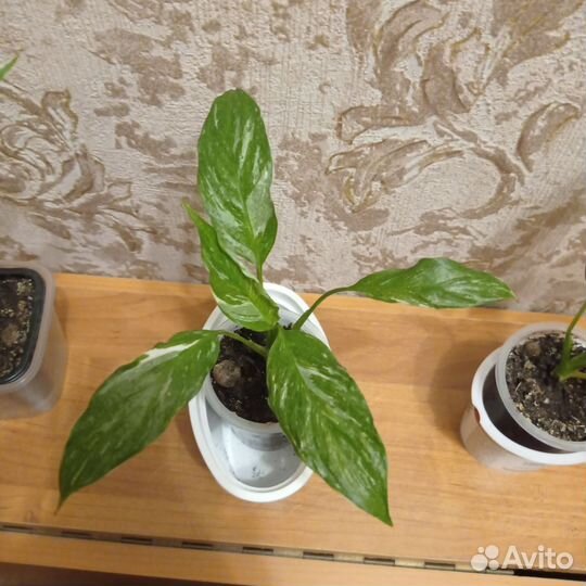 Спатифиллум Джемини