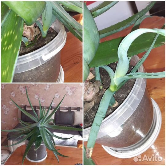 Алоэ лечебный