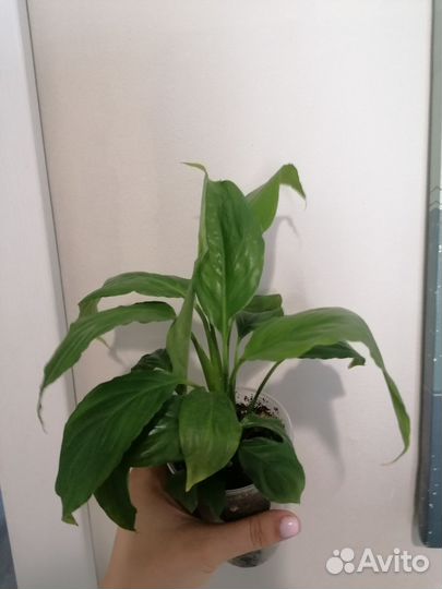 Спатифилум 3детки в стакане