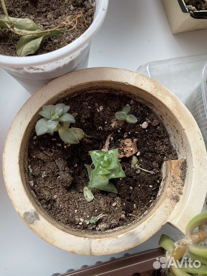 Суккуленты