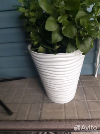 Коланхоэ микс в новом напольном кашпо