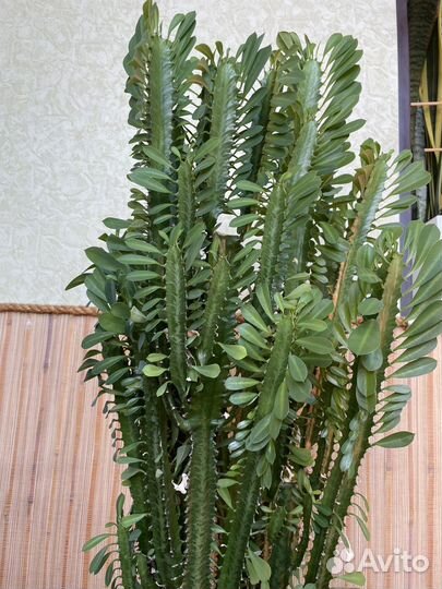 Эуфорбия разветвленная(молочай) 1 метр