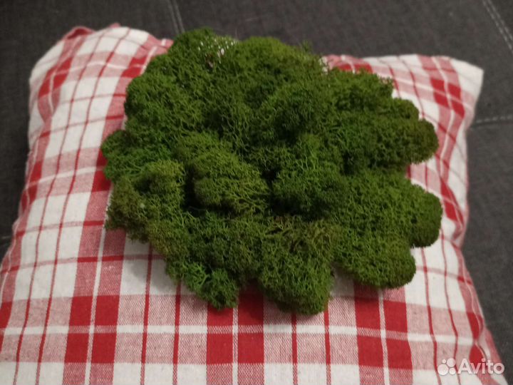 Копилка с мхом