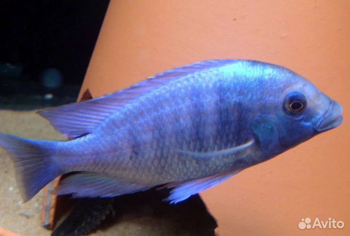 Цихлиды,Каданго,Интуги,Еллоу